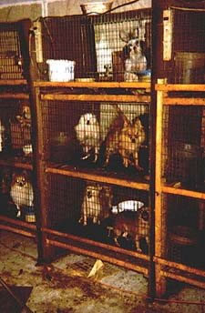 Puppy mill