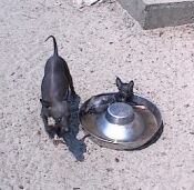 water dish